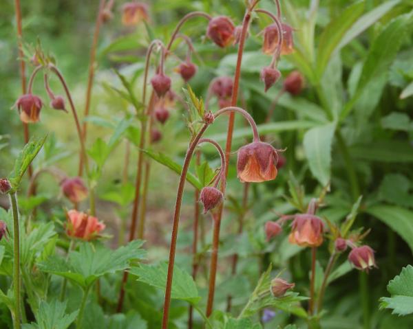 Geum rivale | Bach-Nelkenwurz